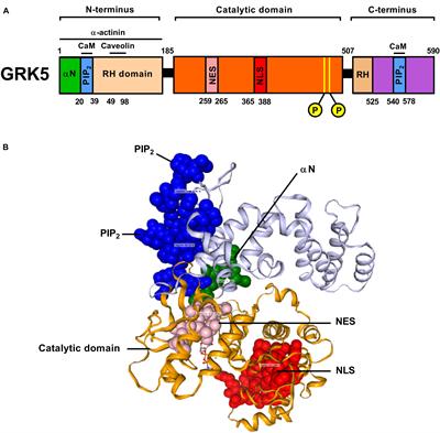 GRK5 – A Functional Bridge Between Cardiovascular and Neurodegenerative Disorders